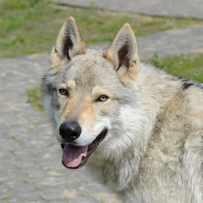 Chien-Loup Tchecoslovaque Amberwolfroyalty Donar